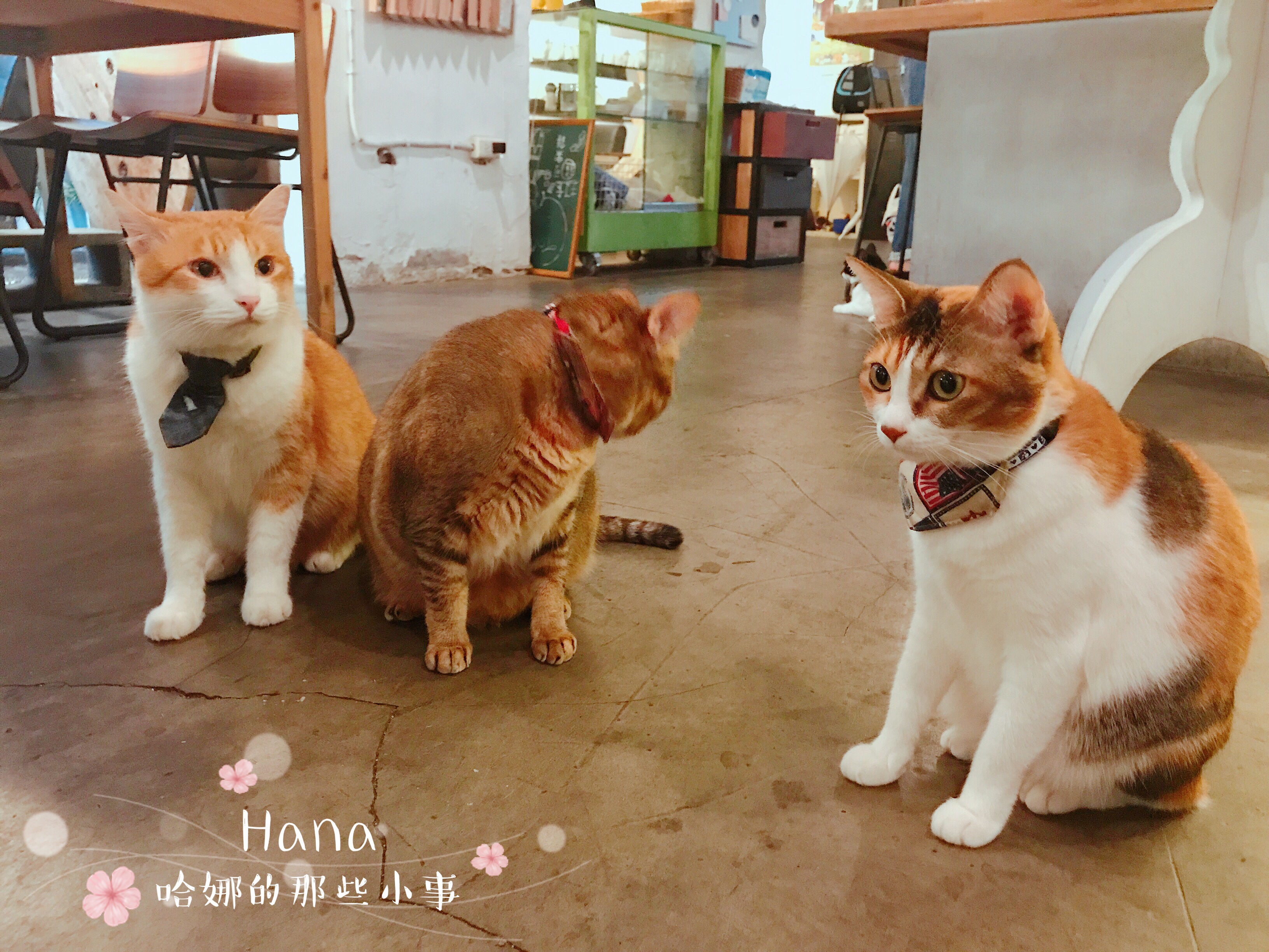 1503045036-1595407787.jpg?v=1503045041