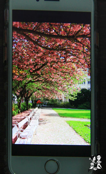 1501592076-2916282038_n.jpg?v=1501592113