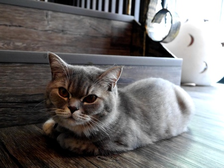 1504364812-857052548_m.jpg?v=1504365057