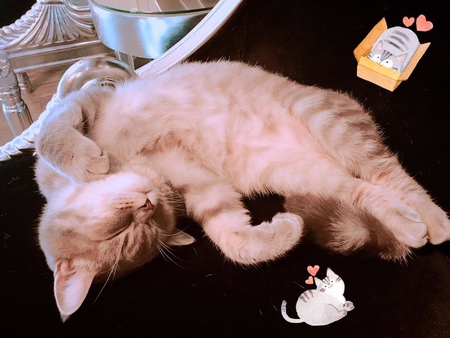 1504366322-1782576438_m.jpg?v=1504366349