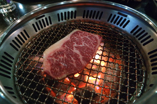 1515461952-1735888600_n.jpg?v=1515463428