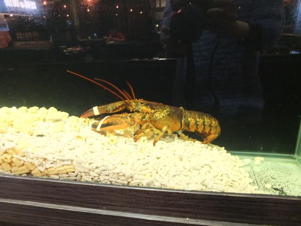 1515295662-457981077_n.jpg?v=1515295692