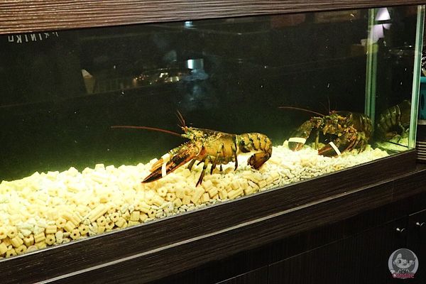 1516549924-267572050_n.jpg?v=1516549980