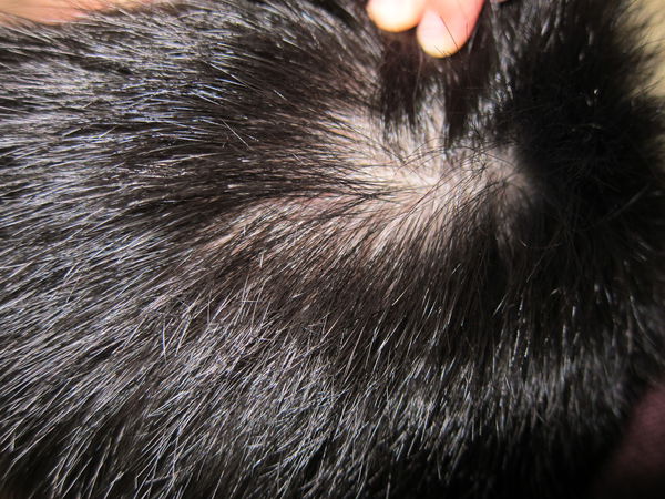 1515931835-2141773101_n.jpg?v=1515931843