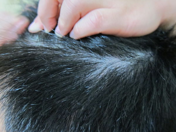 1515931831-1689250621_n.jpg?v=1515931843