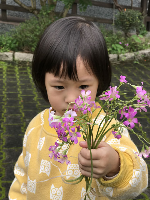 25292117527_d60bff807b_z.jpg?v=pixnet-flickr-app-version