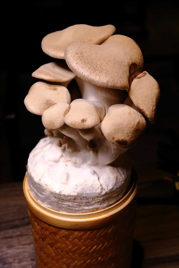 1519543249-2724254312_l.jpg?v=1519543266