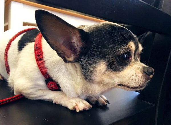 1525356459-3200364239_n.jpg?v=1525356461