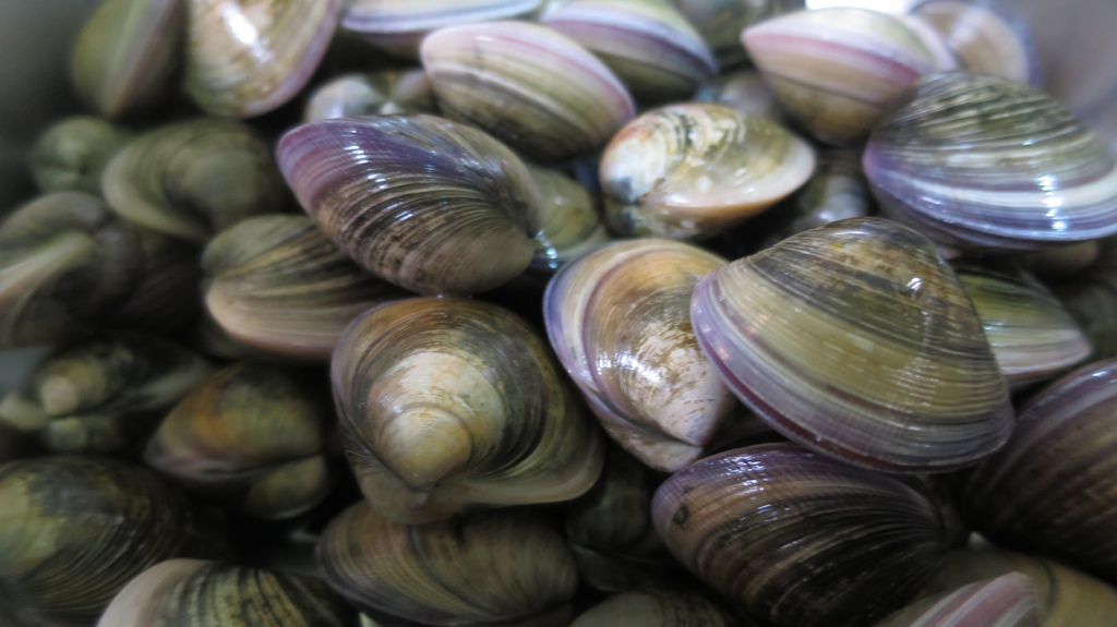 1524574272-1625836308_l.jpg?v=1524574917