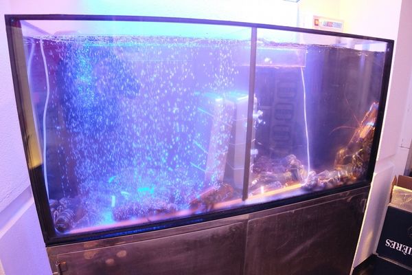 1525713531-2253950688_n.jpg?v=1525713576