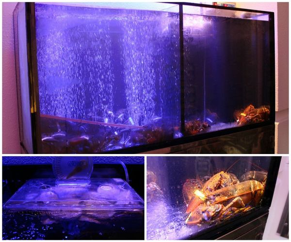 1524758215-4021526729_n.jpg?v=1524758216