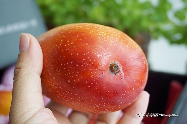 孫家愛文芒果18