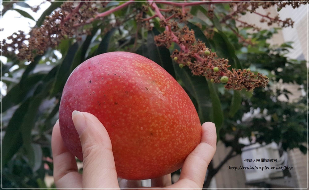 孫家愛文芒果(宅配美食宅配水果禮盒) 11.jpg