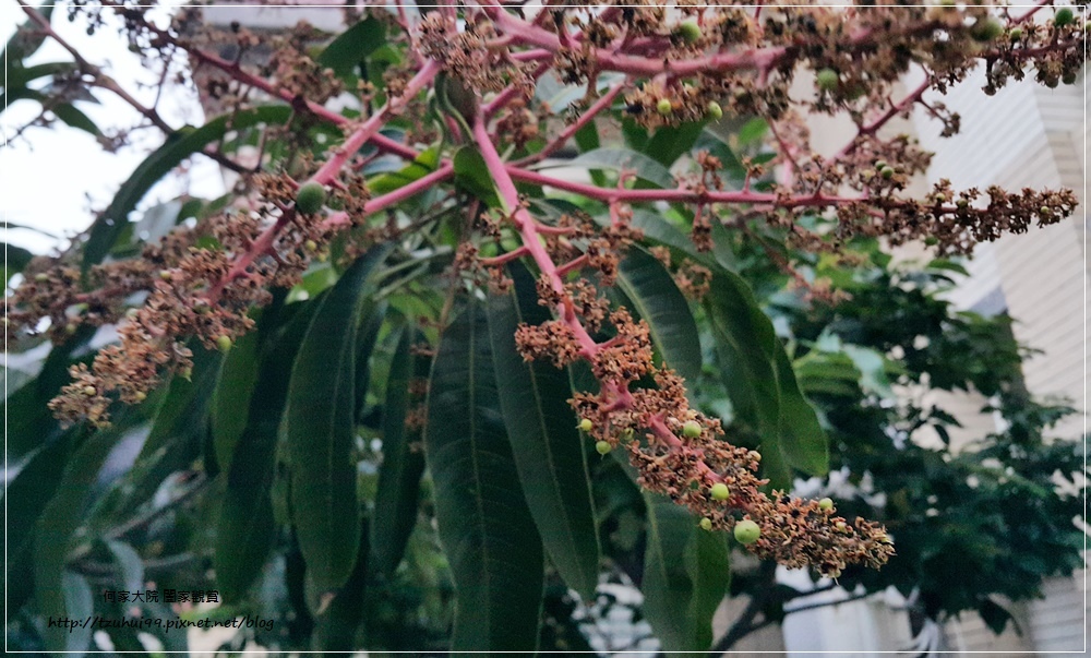 孫家愛文芒果(宅配美食宅配水果禮盒) 10.jpg