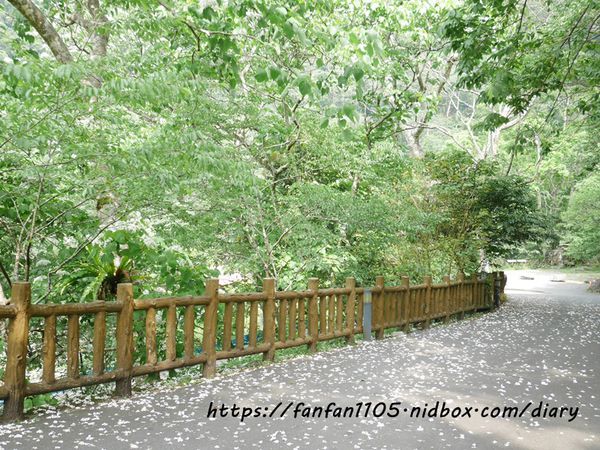 台中住宿【台中商旅八仙山莊】#谷關民宿 #渡假小木屋 #八仙國家森林遊樂區 #芬多精 #森林慢活 (12).JPG