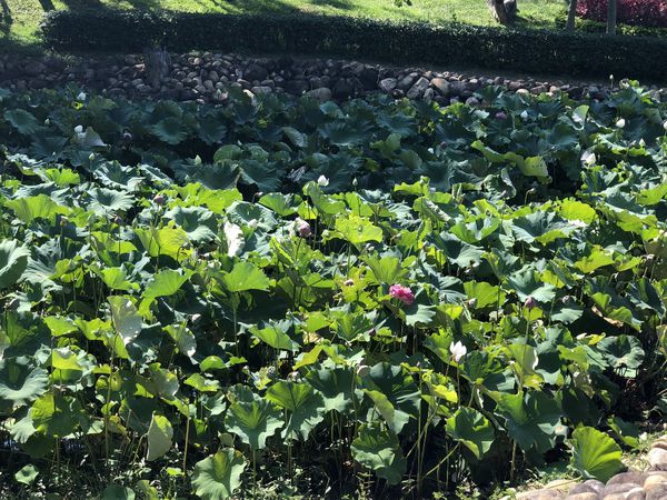 mama (17) (1024x768).jpg