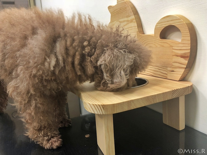 特力屋手創空間 特力屋台中西屯 特力屋DIY 特力屋木工體驗 木工手作教學 親子DIY 特力屋寵物餐桌 寵物餐桌自製3