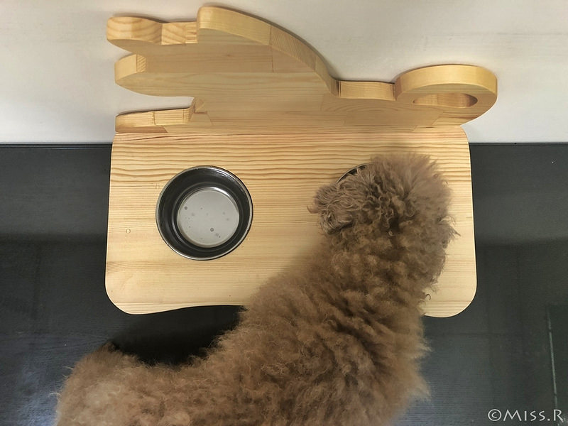 特力屋手創空間 特力屋台中西屯 特力屋DIY 特力屋木工體驗 木工手作教學 親子DIY 特力屋寵物餐桌 寵物餐桌自製4