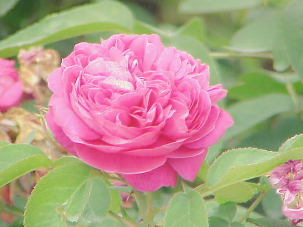 Rosa_damascena5_副本.jpg