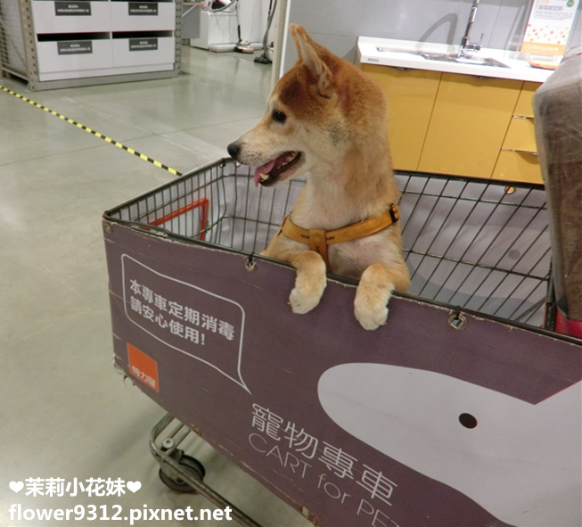 B%26;Q 特力屋 寵物有善店家 寵物專車 (21).jpg