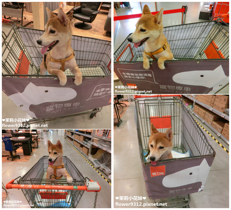 B%26;Q 特力屋 寵物有善店家 寵物專車 (8).jpg