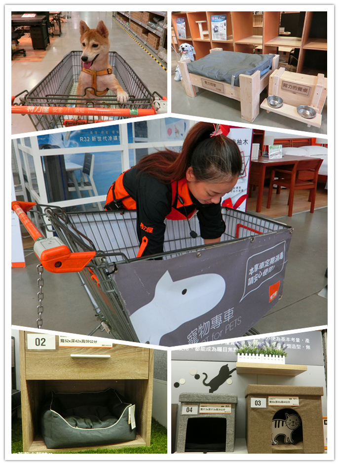 B%26;Q 特力屋 寵物有善店家 寵物專車 (1).jpg