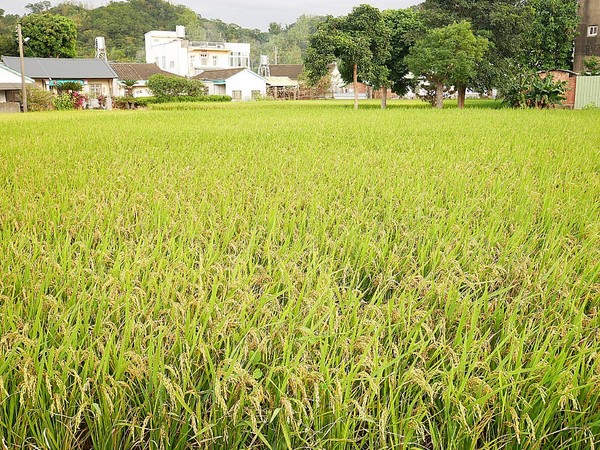 cm20181229___20d6a0a19a7f1255bedf618fcea