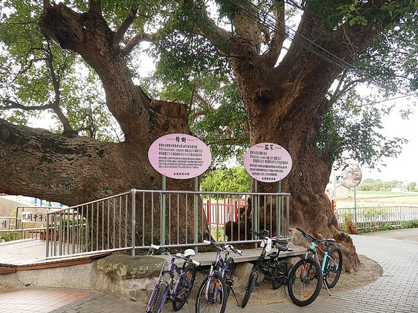 cm20181229___93f33cdb725a283c8e8e44ac43f