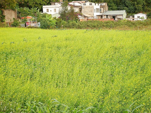 cm20181229___a233035f3392fb7e496ff501918