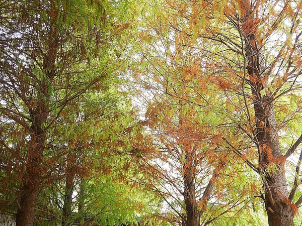 cm20181229___12e5fa93b9a10c7f1a5fa4bb0e3