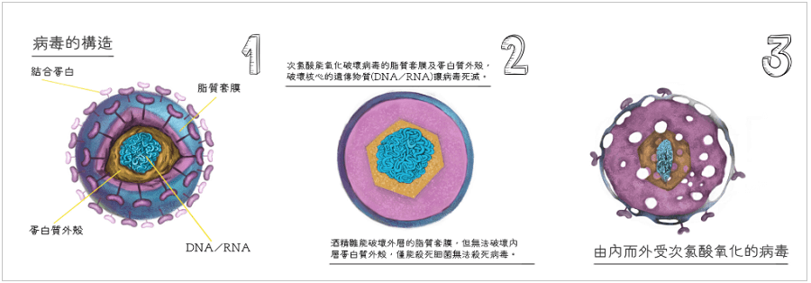 次氯酸如何除掉病毒？