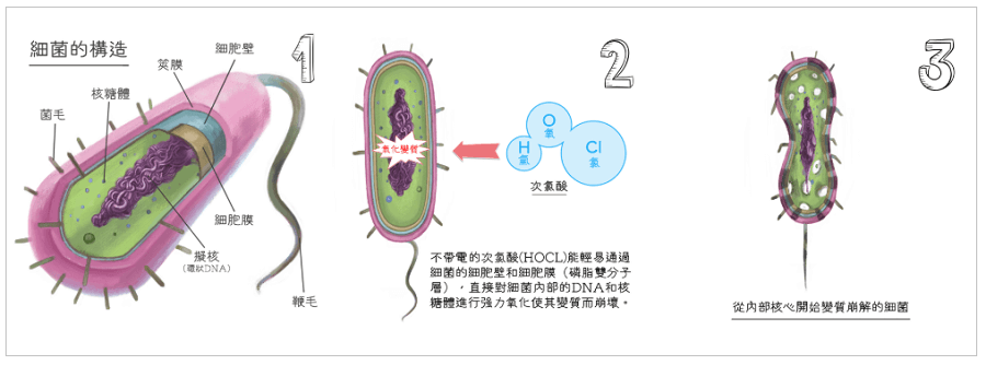 次氯酸如何除掉細菌？