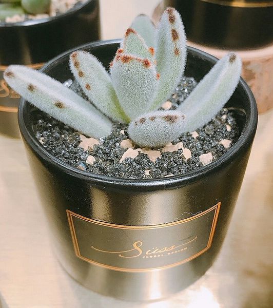 20181230 #1_181230_0037.jpg