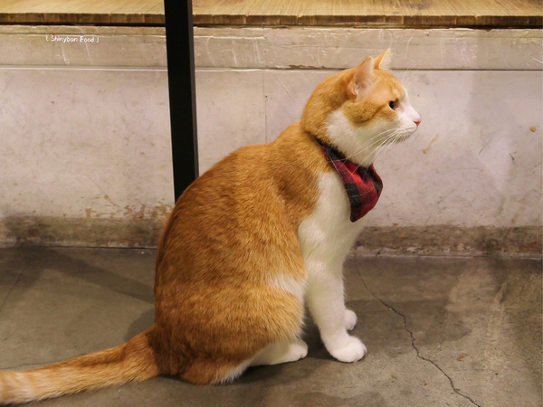 Toast Chat：FOOD×AD｜台北大安—TOAST CHAT｜無拘無束的貓咪風早午餐｜國父紀念館站