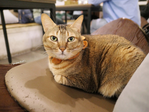 Toast Chat：FOOD×AD｜台北大安—TOAST CHAT｜無拘無束的貓咪風早午餐｜國父紀念館站