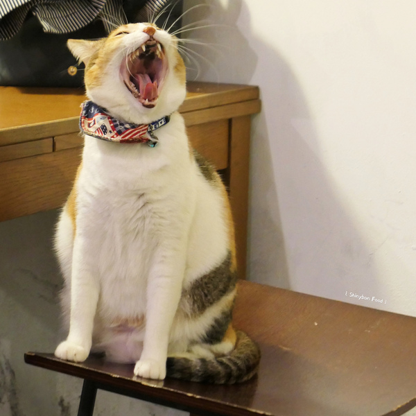 Toast Chat：FOOD×AD｜台北大安—TOAST CHAT｜無拘無束的貓咪風早午餐｜國父紀念館站