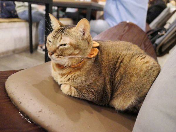 Toast Chat：FOOD×AD｜台北大安—TOAST CHAT｜無拘無束的貓咪風早午餐｜國父紀念館站