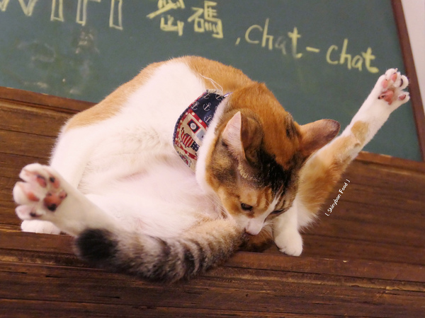 Toast Chat：FOOD×AD｜台北大安—TOAST CHAT｜無拘無束的貓咪風早午餐｜國父紀念館站