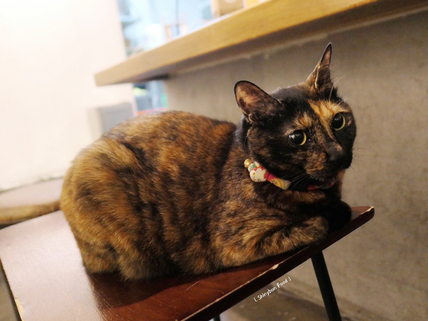 Toast Chat：FOOD×AD｜台北大安—TOAST CHAT｜無拘無束的貓咪風早午餐｜國父紀念館站