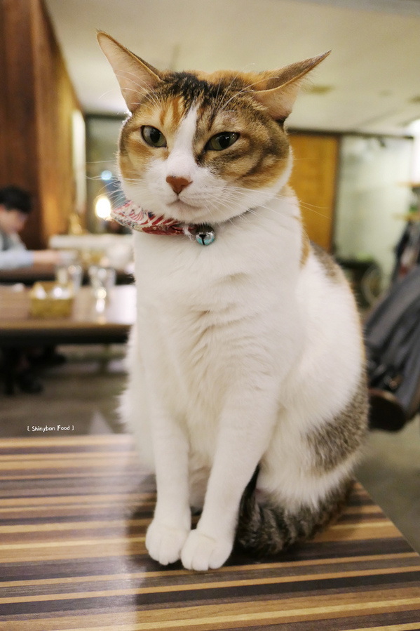 Toast Chat：FOOD×AD｜台北大安—TOAST CHAT｜無拘無束的貓咪風早午餐｜國父紀念館站