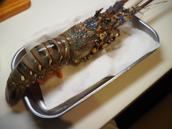 Oyami cafe：Oyami Cafe 七彩龍蝦套餐 IG打卡 姊妹聚餐推薦 平價高級食材下午茶 德國農莊B&amp;G有機花茶 輕食咖啡廳 捷運西門町站 西門美食