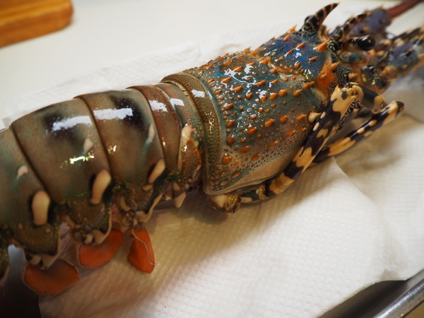 Oyami cafe：Oyami Cafe 七彩龍蝦套餐 IG打卡 姊妹聚餐推薦 平價高級食材下午茶 德國農莊B&amp;G有機花茶 輕食咖啡廳 捷運西門町站 西門美食