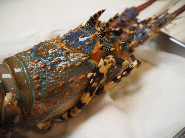 Oyami cafe：Oyami Cafe 七彩龍蝦套餐 IG打卡 姊妹聚餐推薦 平價高級食材下午茶 德國農莊B&amp;G有機花茶 輕食咖啡廳 捷運西門町站 西門美食