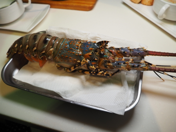 Oyami cafe：Oyami Cafe 七彩龍蝦套餐 IG打卡 姊妹聚餐推薦 平價高級食材下午茶 德國農莊B&amp;G有機花茶 輕食咖啡廳 捷運西門町站 西門美食