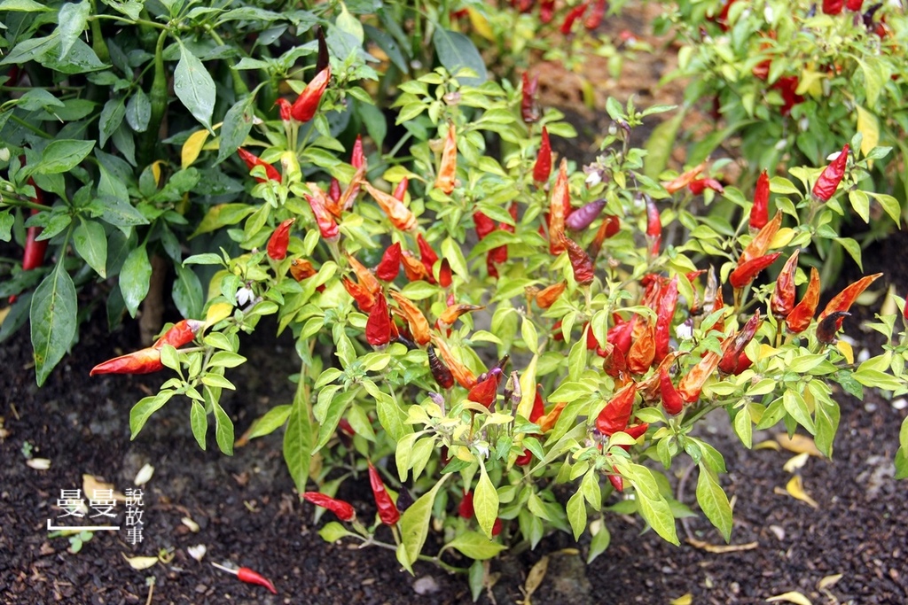 20190519_湄河南泰式IMG_5403-20190519