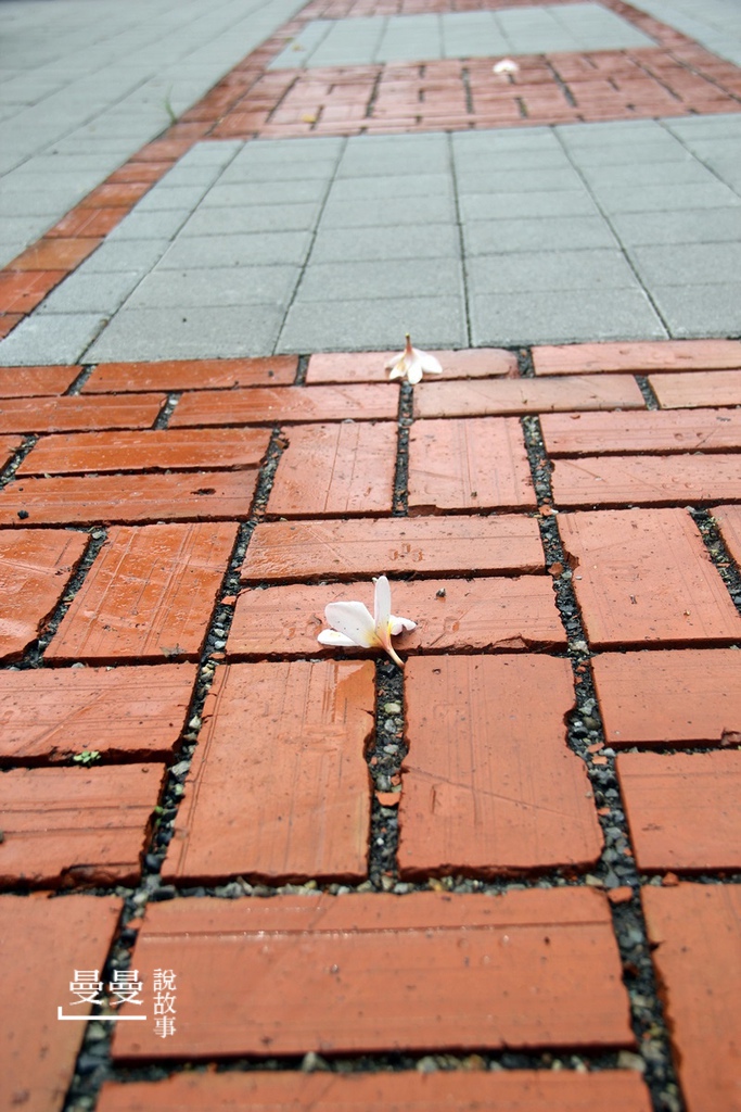 20190519_湄河南泰式IMG_5361-20190519