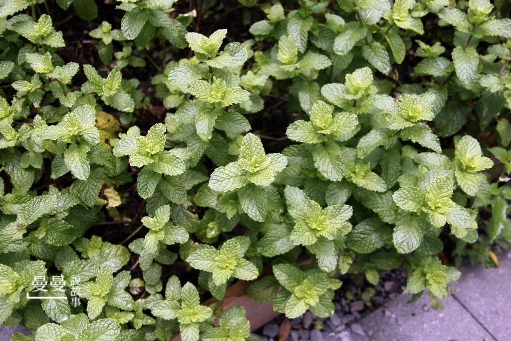 20190519_湄河南泰式IMG_5401-20190519