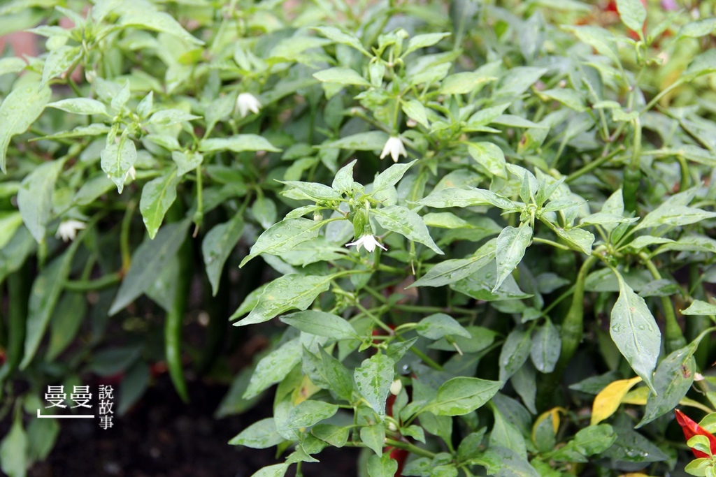 20190519_湄河南泰式IMG_5404-20190519